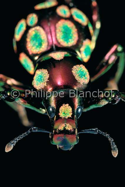 Pachyrhynchus gemmatus.JPG - in "Portraits d'insectes" ed. SeuilPachyrhynchus gemmatusCharanconSnout beetleColeopteraCurculionidaePhilippines
